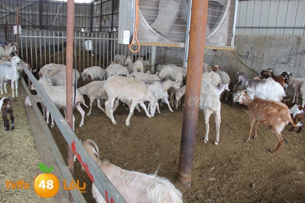 abo selmeiy 0528 (36).JPG